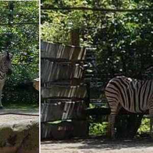 RZH - Aktuell: RZH-Zebra im Krefelder Zoo